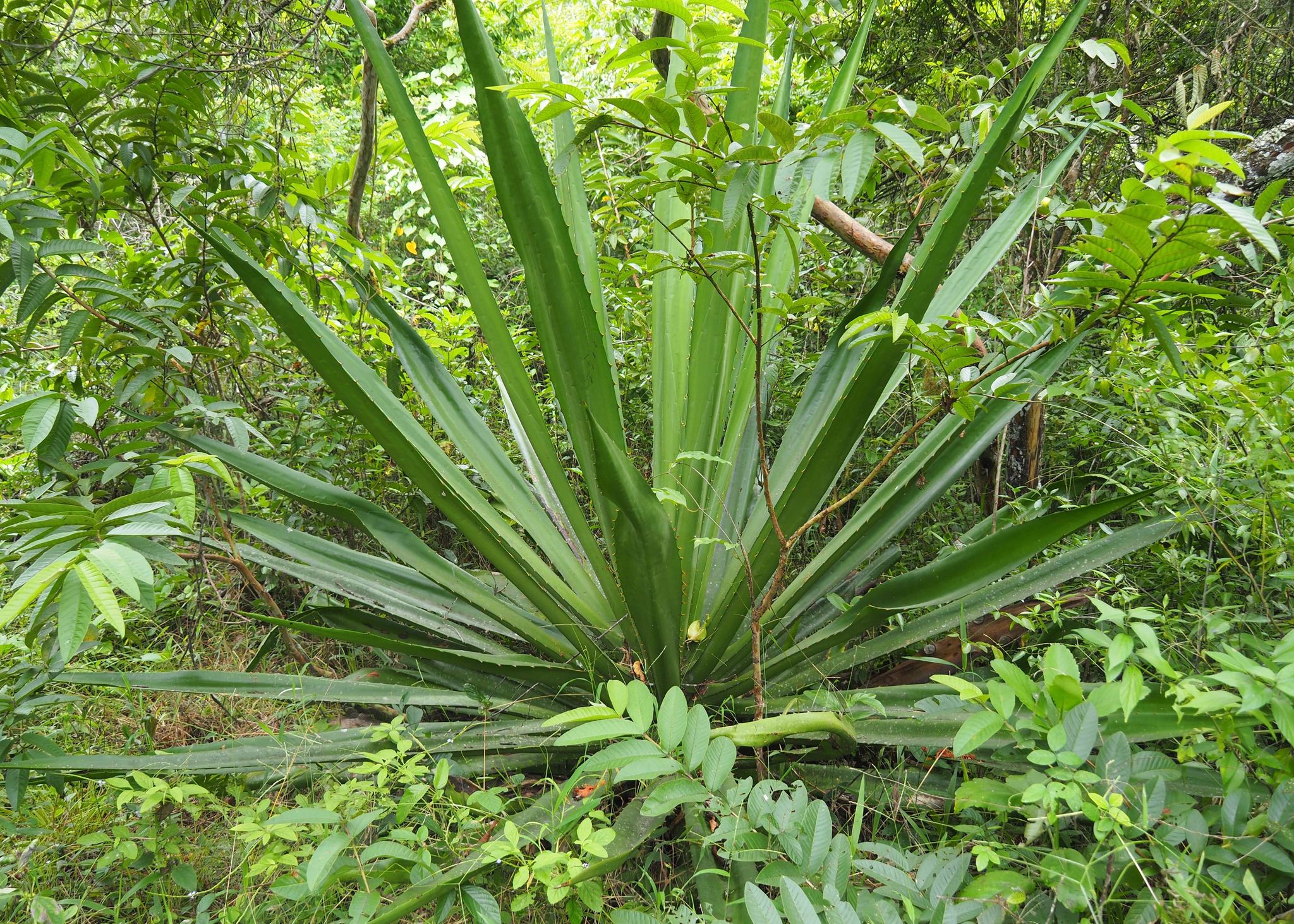 Furcraea cahum